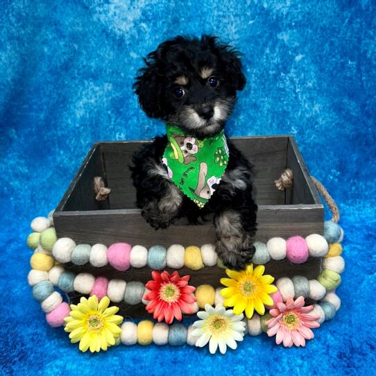 Miniature Australian Shepherd-Poodle-DOG-Female-Black/Tan-5401-Petland Pensacola, Florida