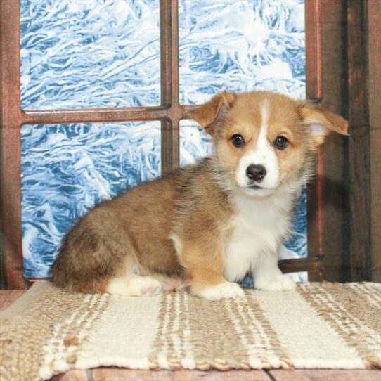 Pembroke Welsh Corgi DOG Male Red / White 5411 Petland Pensacola, Florida