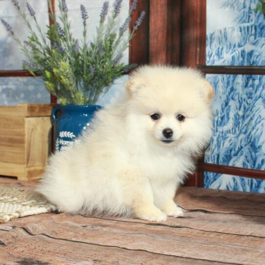 Pomeranian DOG Female Cream 5413 Petland Pensacola, Florida