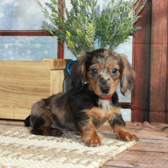 Dachshund DOG Female Red 5414 Petland Pensacola, Florida