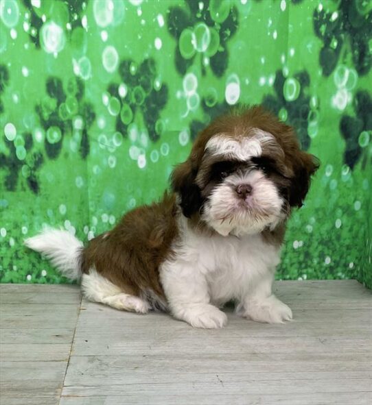 Shih Tzu DOG Female Gold / White 5415 Petland Pensacola, Florida