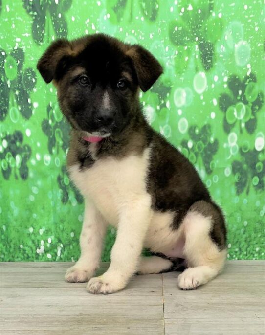 Akita-DOG-Female-Fawn, Black Overlay-5418-Petland Pensacola, Florida