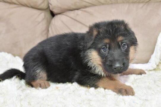 German Shepherd DOG Male Black / Tan 5421 Petland Pensacola, Florida