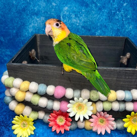 White Bellied Caique BIRD Male 5201 Petland Pensacola, Florida