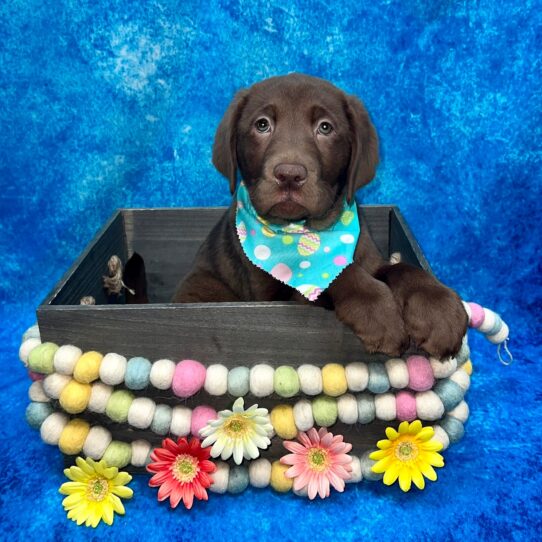 Labrador Retriever DOG Male Chocolate 5420 Petland Pensacola, Florida