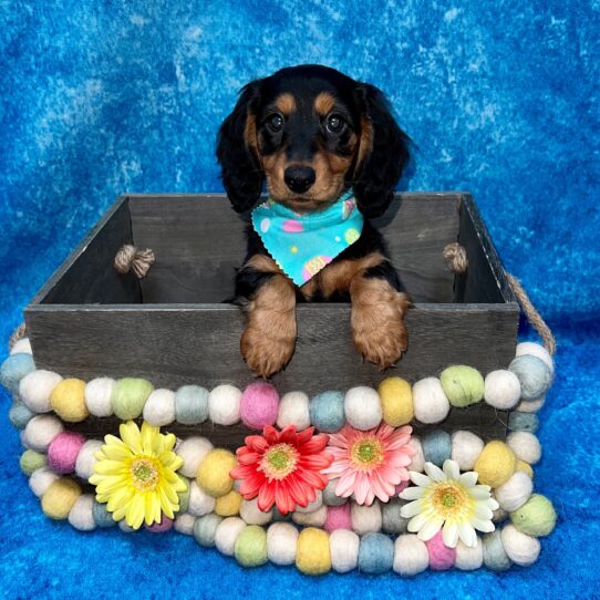 Dachshund DOG Female Black/Tan 5425 Petland Pensacola, Florida