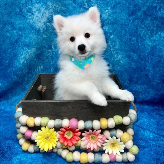 American Eskimo Dog DOG Male White 5428 Petland Pensacola, Florida