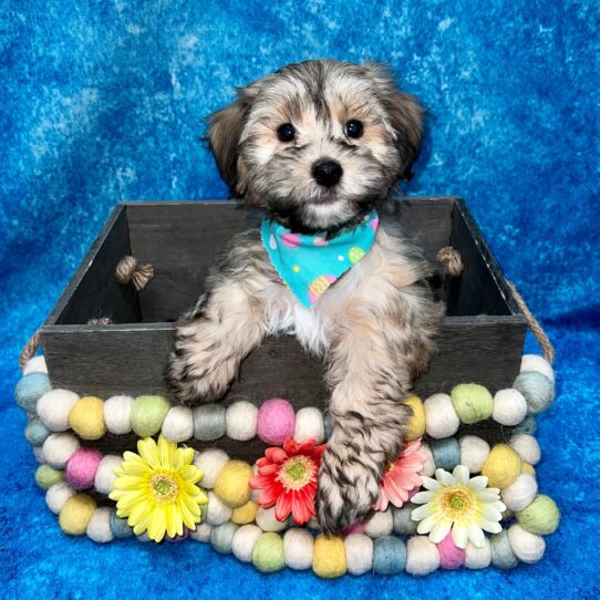 Havanese DOG Male Sable 5424 Petland Pensacola, Florida