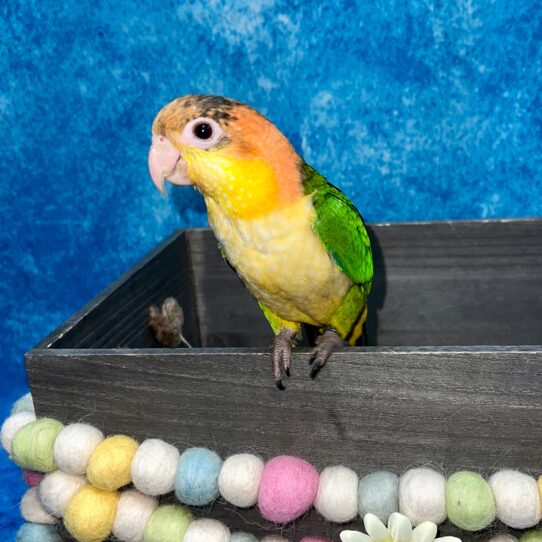 White Bellied Caique-BIRD-Female--5203-Petland Pensacola, Florida