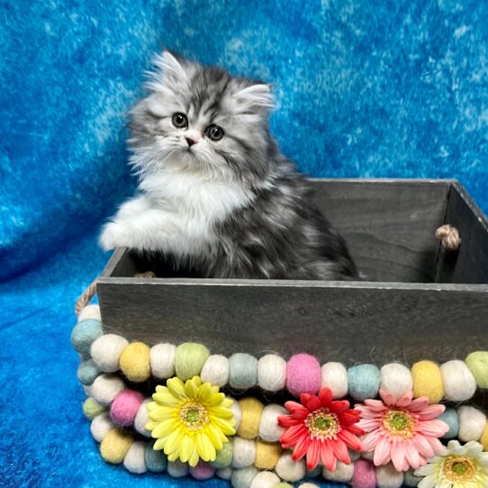 Persian KITTEN Female Shaded Silver / White 5416 Petland Pensacola, Florida