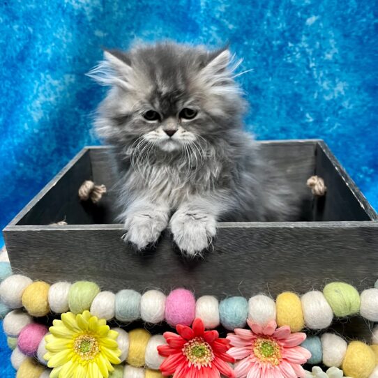 Persian KITTEN Male Blue / Cream 5417 Petland Pensacola, Florida