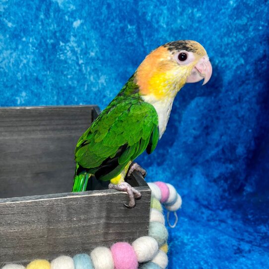 White Bellied Caique-BIRD-Female--5202-Petland Pensacola, Florida