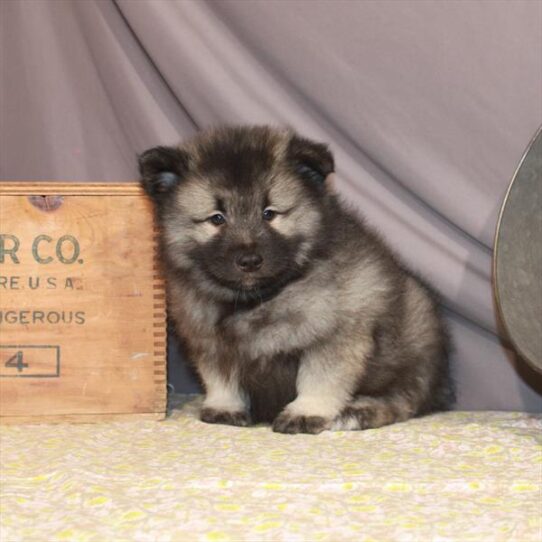 Keeshond-DOG-Male-Black / Silver-871-Petland Pensacola, Florida