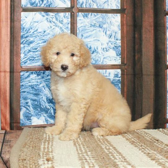 Goldendoodle Mini 2nd Gen DOG Female Golden 5437 Petland Pensacola, Florida