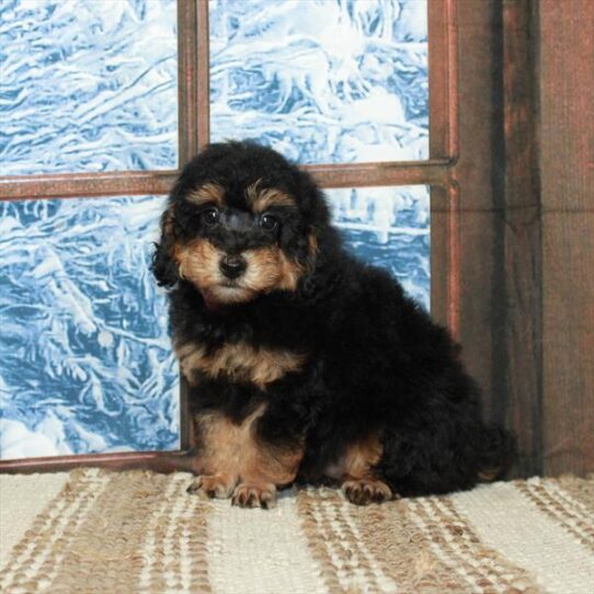 Poodle DOG Male Black / Tan 5438 Petland Pensacola, Florida