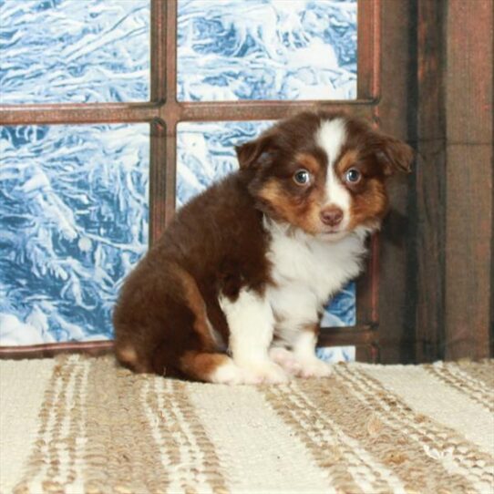 Australian Shepherd DOG Female Chocolate / Tan 5439 Petland Pensacola, Florida