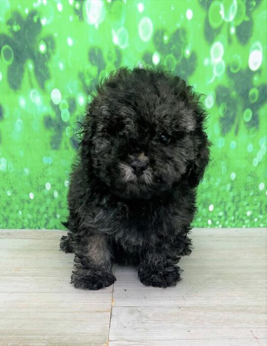 Shizapoo DOG Male Brindle 5447 Petland Pensacola, Florida