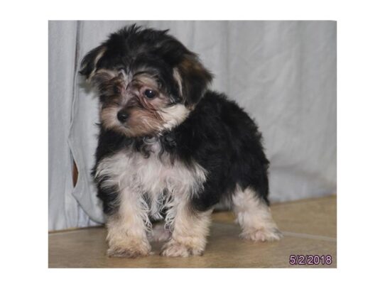 Morkie-DOG-Female-Black / Gold-10868-Petland Pensacola, Florida