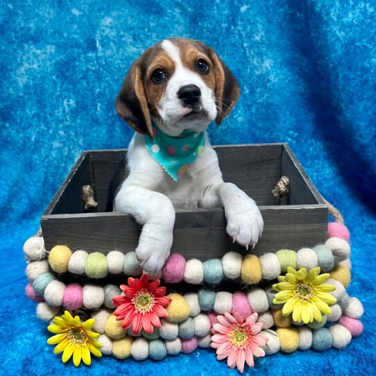 Beagle DOG Male Tri 5450 Petland Pensacola, Florida