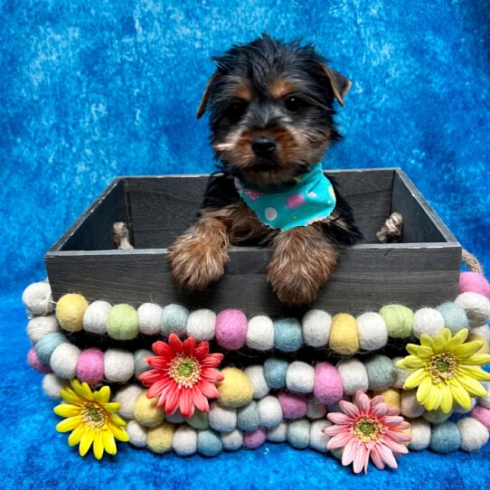 Silky Terrier DOG Male Black/Tan 5453 Petland Pensacola, Florida