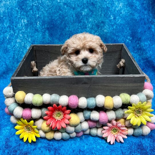 Havanese/Poodle-DOG-Female-Cream-5451-Petland Pensacola, Florida