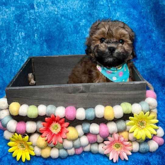 Lhasa-Poo DOG Male Red 5452 Petland Pensacola, Florida