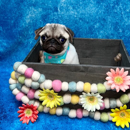 Pug DOG Male Fawn 5313 Petland Pensacola, Florida