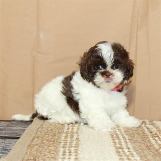 Shih Tzu DOG Female White / Chocolate 5463 Petland Pensacola, Florida