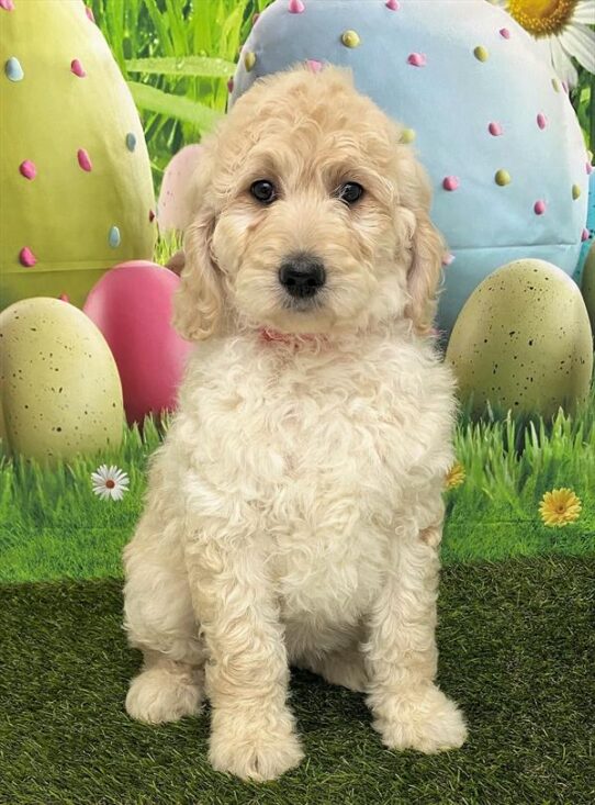 Goldendoodle 2nd  Gen DOG Female Light Golden 5474 Petland Pensacola, Florida