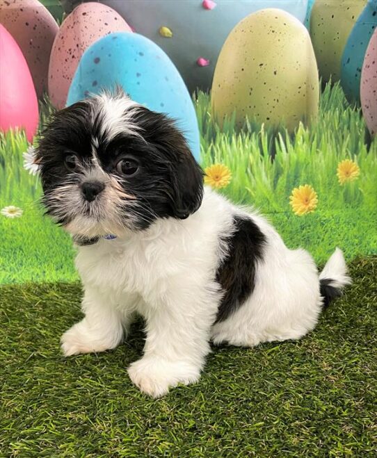 Shih Tzu DOG Female Brindle / White 5475 Petland Pensacola, Florida