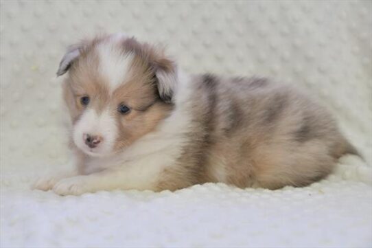 Sheltland Sheepdog DOG Female Sable Merle 5484 Petland Pensacola, Florida