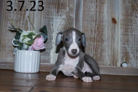 Italian Greyhound DOG Male Blue / White 5485 Petland Pensacola, Florida