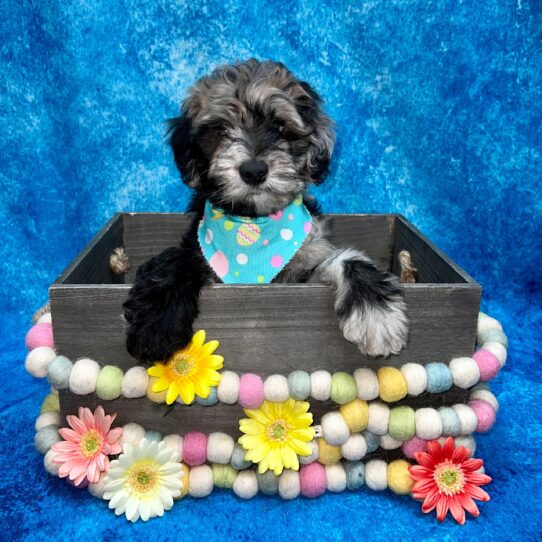 Whoodle DOG Male Blue Merle 5462 Petland Pensacola, Florida