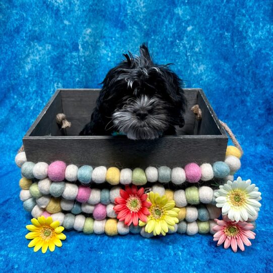 Lhasa-Poo-DOG-Male-Black-5472-Petland Pensacola, Florida