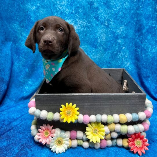 Labrador Retriever DOG Female Chocolate 5477 Petland Pensacola, Florida