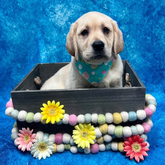 Labrador Retriever-DOG-Male-Yellow-5482-Petland Pensacola, Florida