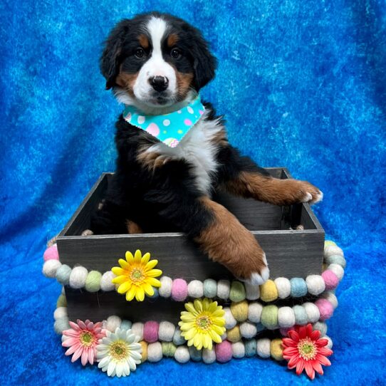 Bernese Mountain Dog DOG Female Tri-Colored 5478 Petland Pensacola, Florida