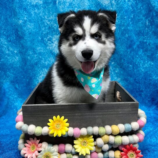 Siberian Husky-DOG-Male-Black / White-5486-Petland Pensacola, Florida