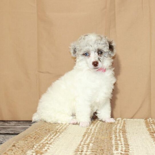 Poodle DOG Female White / Chocolate Merle 5500 Petland Pensacola, Florida