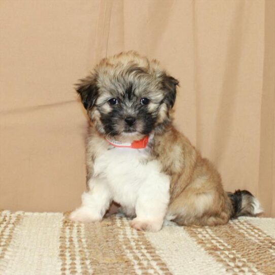 Havanese DOG Female Gold / White 5501 Petland Pensacola, Florida