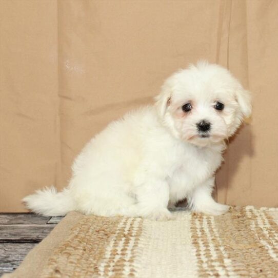 Maltese DOG Male White 5502 Petland Pensacola, Florida