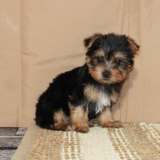 Yorkshire Terrier DOG Female Black / Tan 5503 Petland Pensacola, Florida