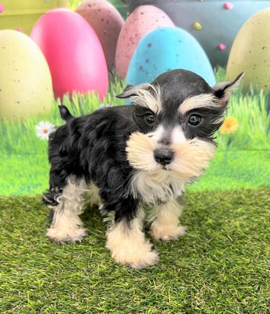 Mini Schnauzer DOG Female Black / Silver 5506 Petland Pensacola, Florida