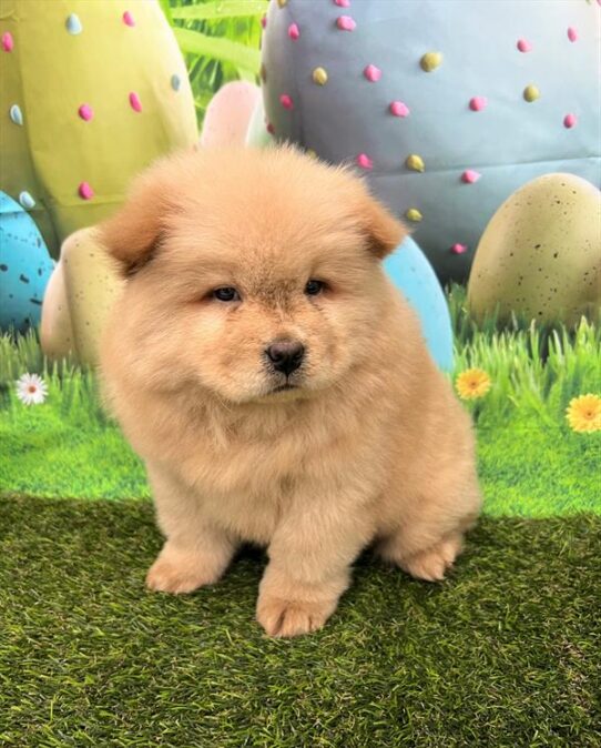 Chow Chow-DOG-Female-Red-5507-Petland Pensacola, Florida