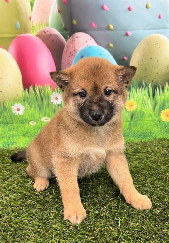 Shiba Inu DOG Male Red 5508 Petland Pensacola, Florida