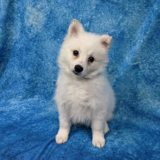 American Eskimo Dog-DOG-Male-White-875-Petland Pensacola, Florida