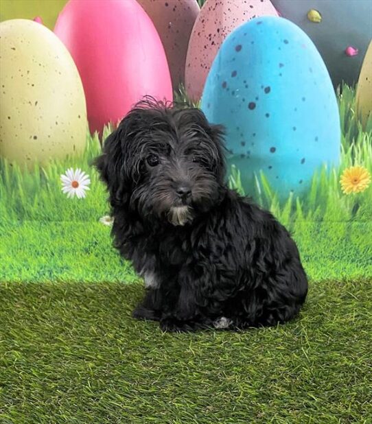 Yorkie-Poo DOG Female Black 5509 Petland Pensacola, Florida