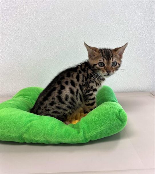 Bengal-KITTEN-Male-Brown / Black-5511-Petland Pensacola, Florida