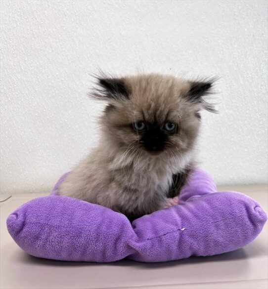 Persian KITTEN Female Seal Point 5512 Petland Pensacola, Florida