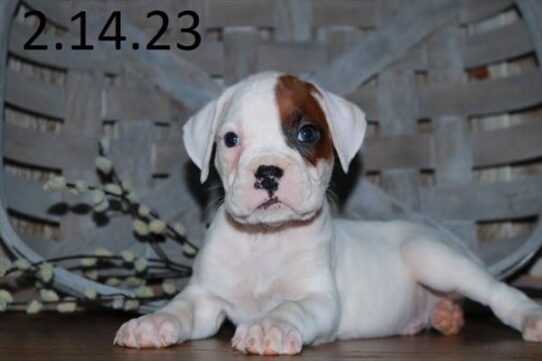 Boxer DOG Male White 5513 Petland Pensacola, Florida